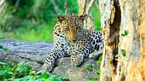 Yala National Park